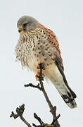 Common Kestrel