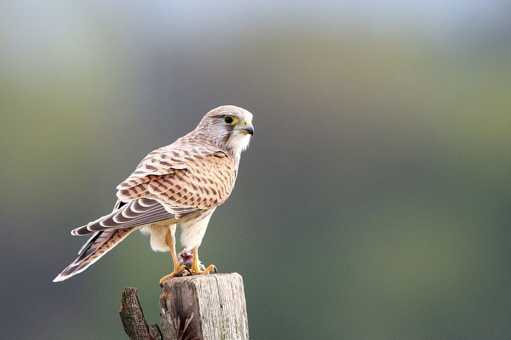 Faucon crécerelle