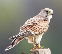 Common Kestrel