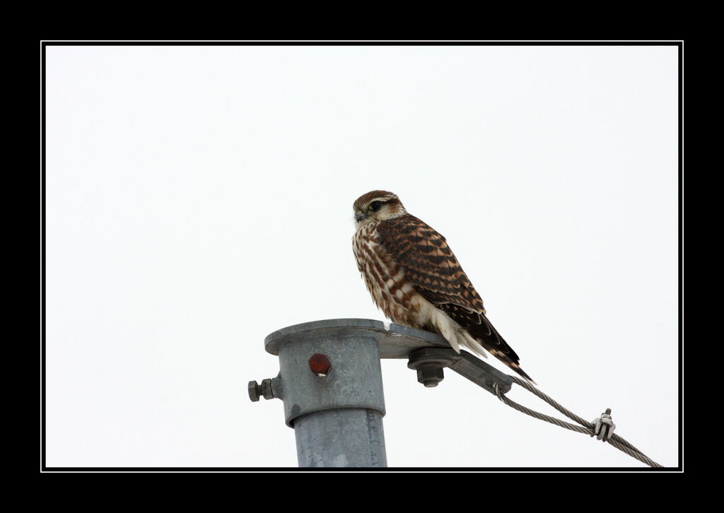 Merlin female