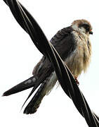 Red-footed Falcon