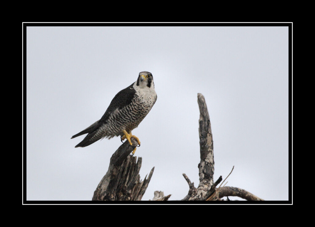 Peregrine Falcon female adult