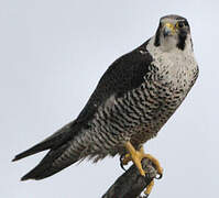 Peregrine Falcon