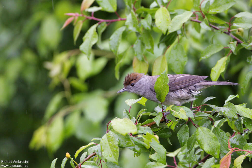 Eurasian Blackcap female adult, habitat, pigmentation, Behaviour