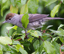 Eurasian Blackcap