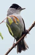 Eurasian Blackcap