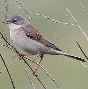 Common Whitethroat