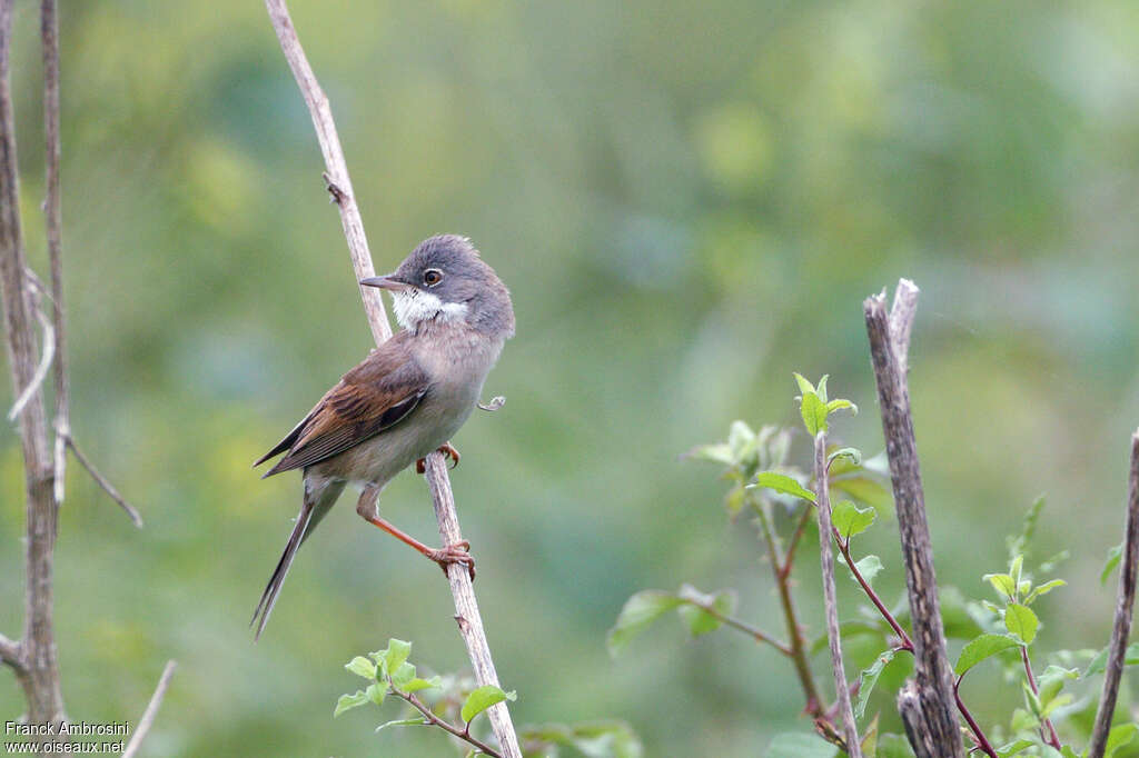 Fauvette grisette mâle adulte nuptial, identification