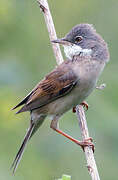 Common Whitethroat