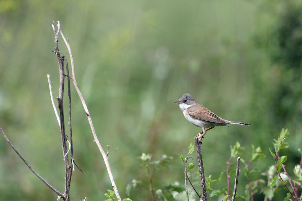 Common Whitethroat