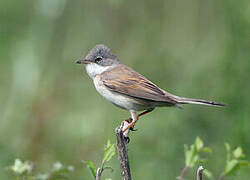 Common Whitethroat