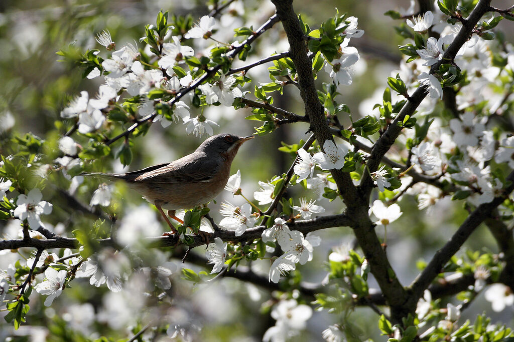 Subalpine Warbler male adult