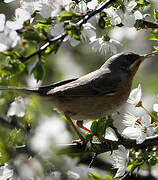 Western Subalpine Warbler