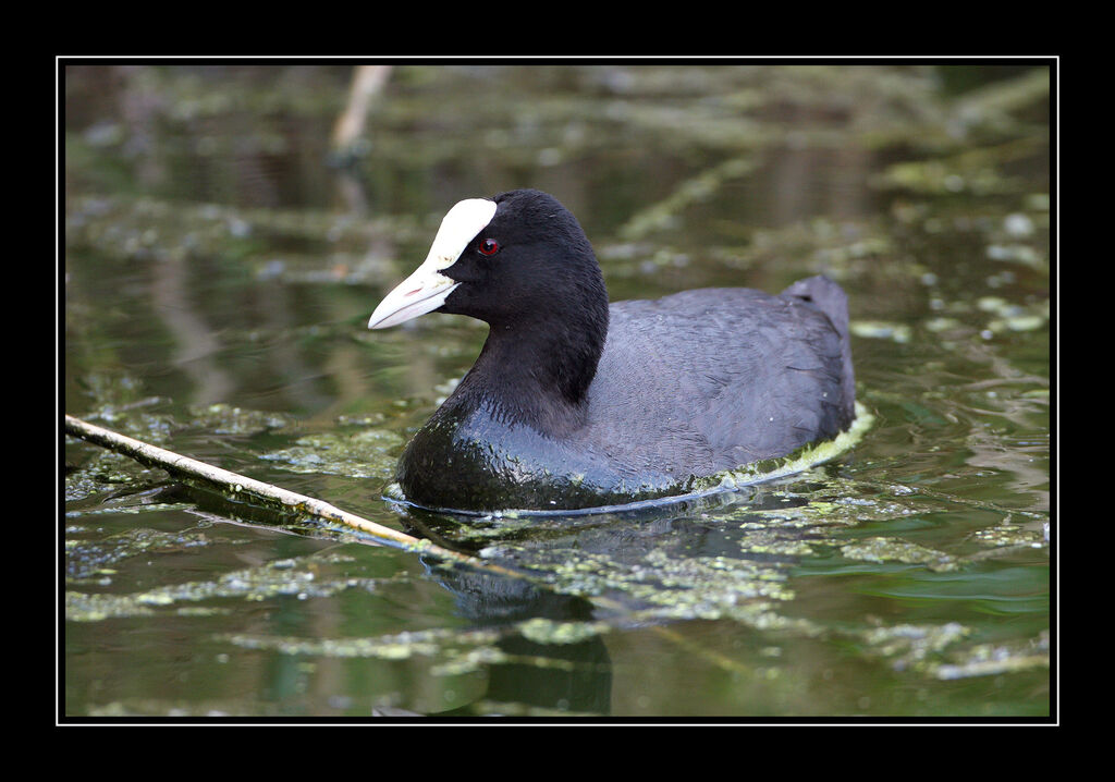 Foulque macrouleadulte nuptial