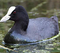 Eurasian Coot