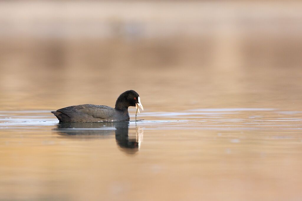 Eurasian Coot