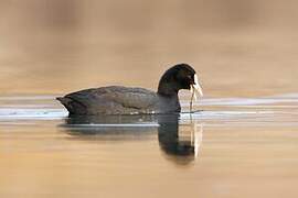 Eurasian Coot