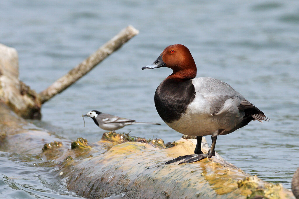 Common Pochard male