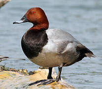 Common Pochard