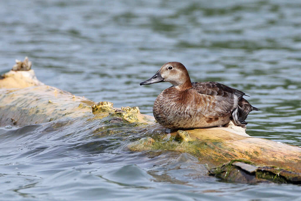 Common Pochard female