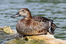 Common Pochard