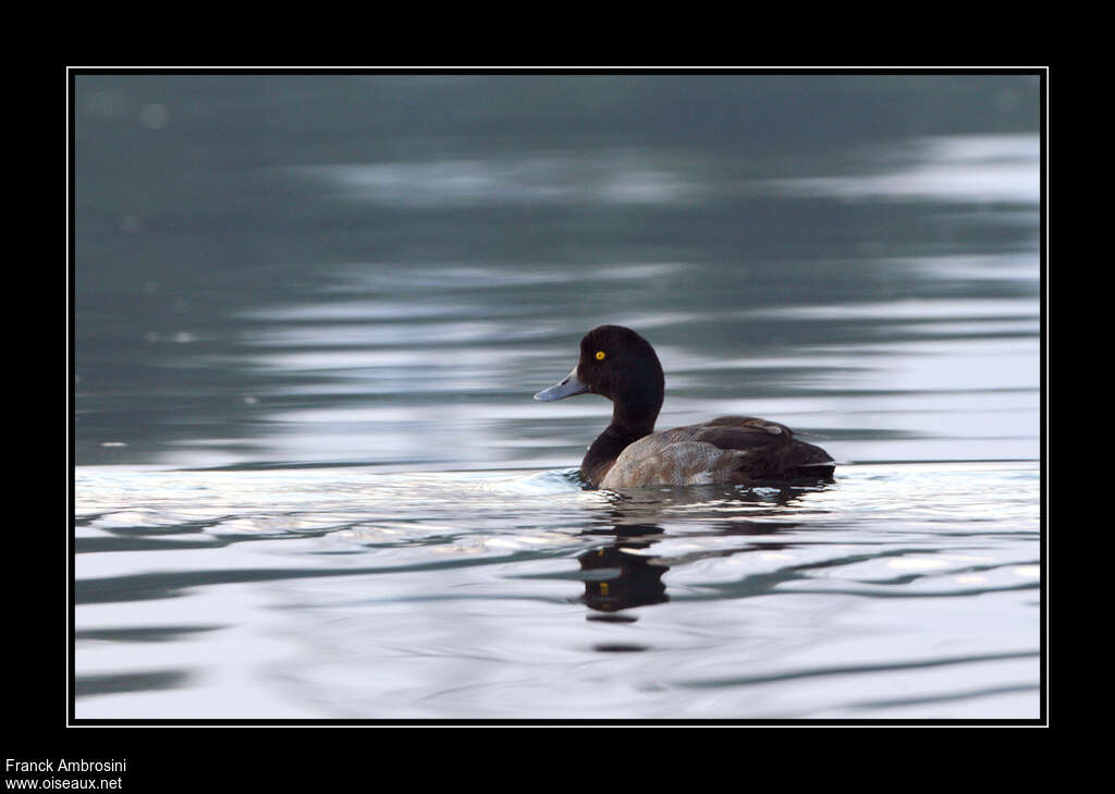 Greater Scaup male adult transition, identification