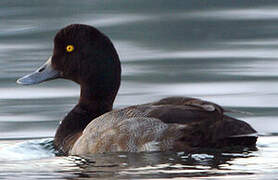 Greater Scaup