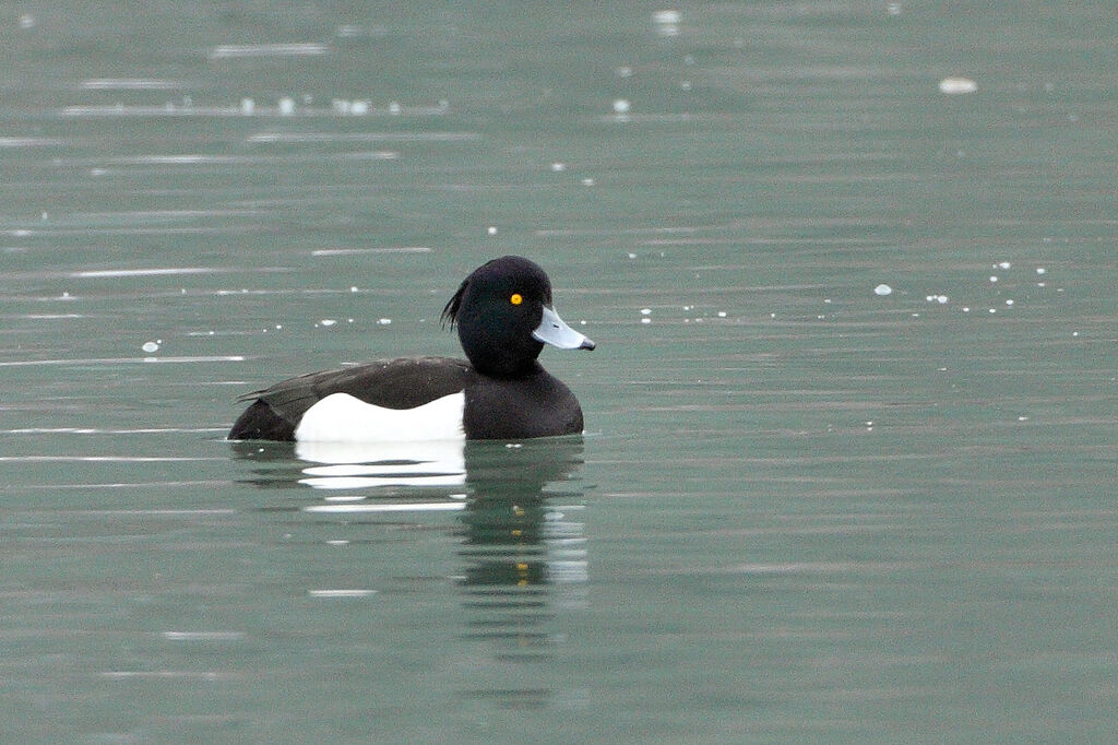 Tufted Duck male adult