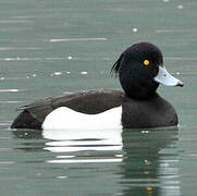 Tufted Duck