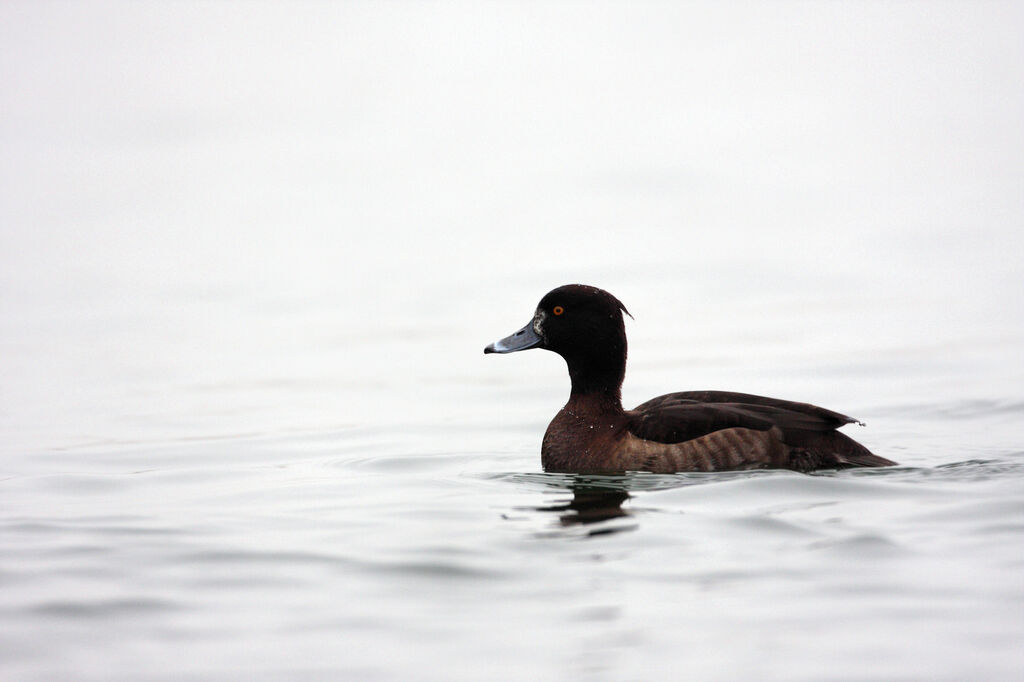 Tufted Duck female adult post breeding