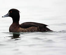 Tufted Duck