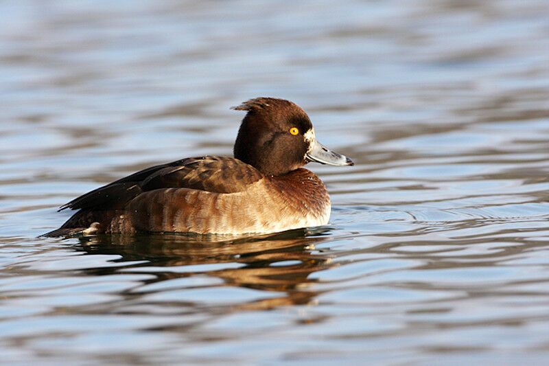 Tufted Duck female