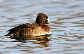 Tufted Duck