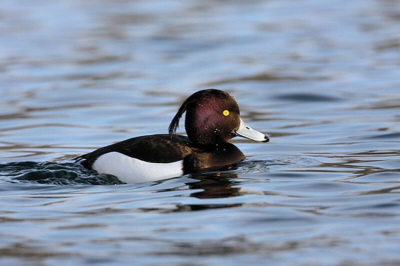 Tufted Duck male