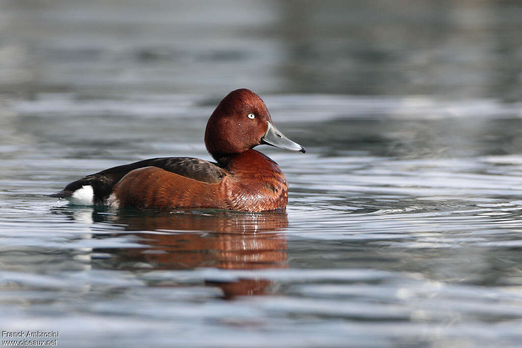 Ferruginous Duck male adult breeding, identification