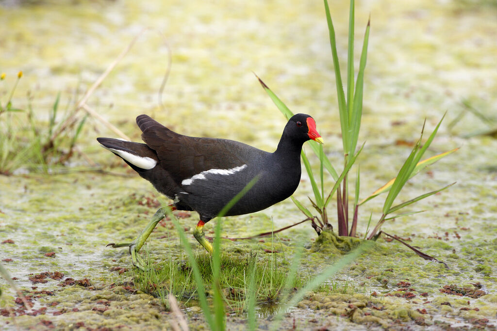 Common Moorhenadult breeding