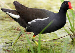 Gallinule poule-d'eau