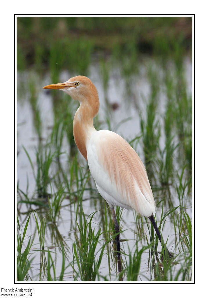 Eastern Cattle Egretadult breeding, close-up portrait, pigmentation