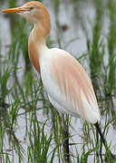 Eastern Cattle Egret