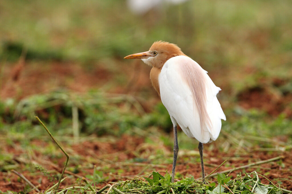 Eastern Cattle Egretadult breeding