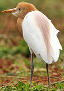 Eastern Cattle Egret