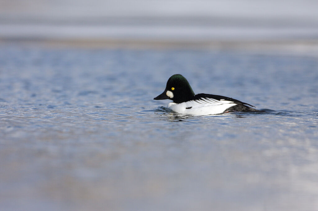 Common Goldeneye male adult post breeding