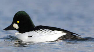 Common Goldeneye