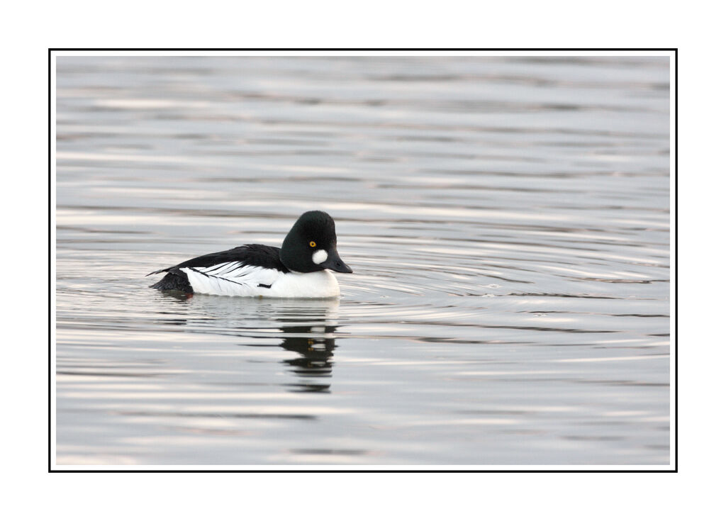 Common Goldeneye male adult breeding