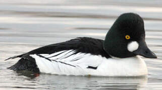 Common Goldeneye