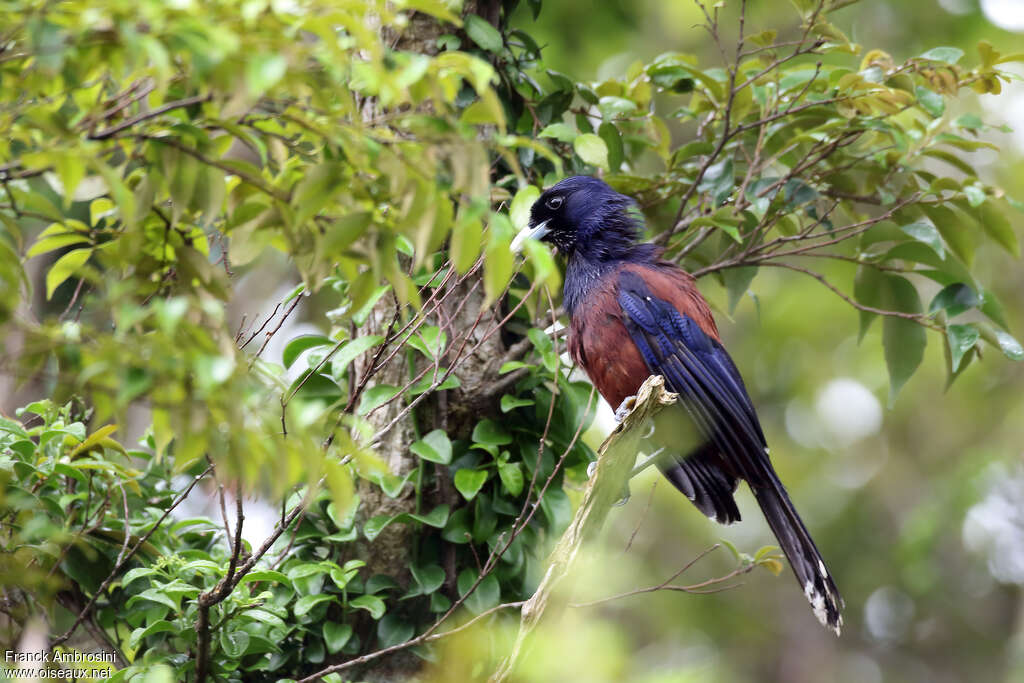 Lidth's Jay