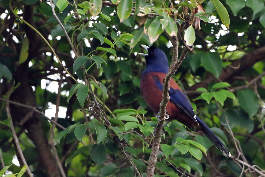 Lidth's Jay