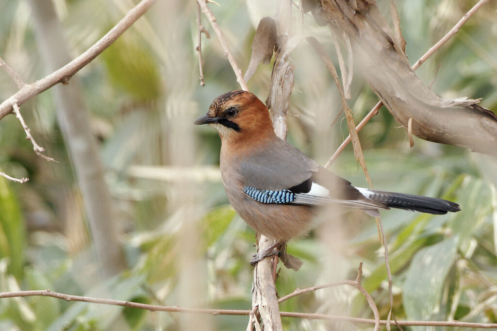 Eurasian Jayadult