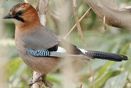 Eurasian Jay