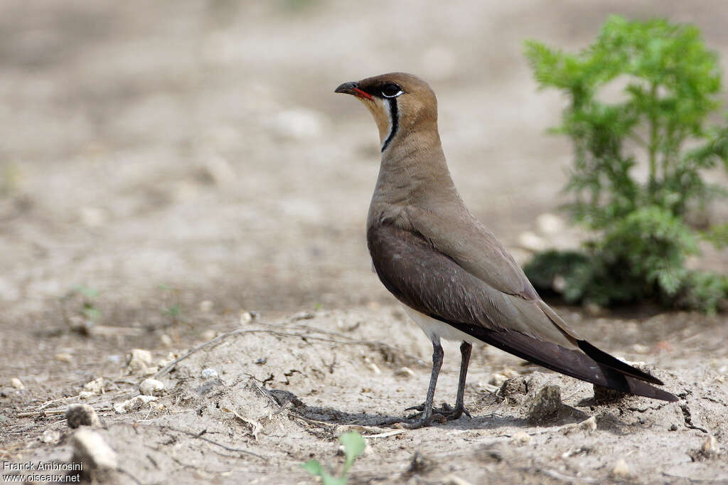 Oriental Pratincoleadult breeding, identification